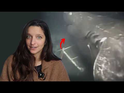 Do Deep Sea Monsters Exist?