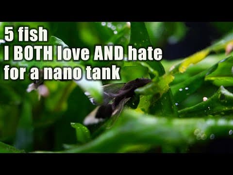 These 5 Fish I Both Love And Hate For My Nano Tanks