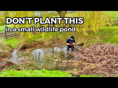 What Not To Plant In A Small Wildlife Pond (8 Years On)