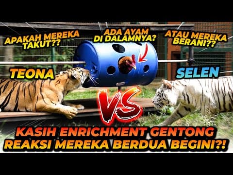 Tantangan Games Untuk Selen Dan Teona! Selen Malah Takut?! Jadi Pemenangnya Adalah...