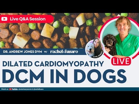 Is Your Dog At Risk For Heart Disease? What Pet Owners Need To Know (dcm Update)