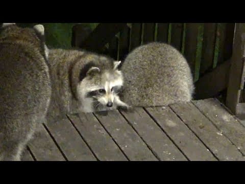 Tuesday With Bandit And Lil Bit