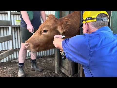 How Now Brown Abscess Cow!