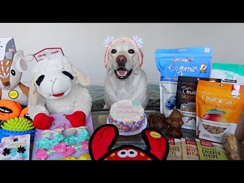 Spoiling My Dog For Her Birthday Week!