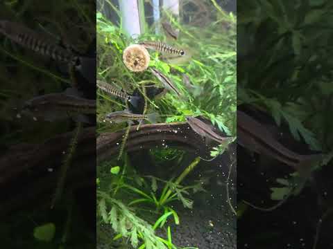 Finally A Fully Stocked Tank!