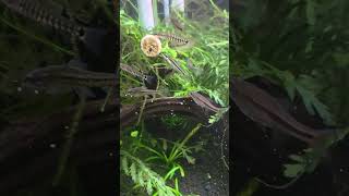 Finally A Fully Stocked Tank!