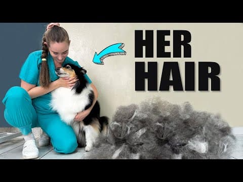 Huge Undercoat Removal (rough Collie Dog Grooming) - My Honey ❤️