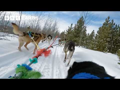 Treacherous Dog Sledding In Spectacular Yukon Wilderness | Bbc Earth