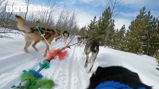 Treacherous Dog Sledding In Spectacular Yukon Wilderness | Bbc Earth