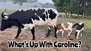 Caroline: Baba Or Tata?