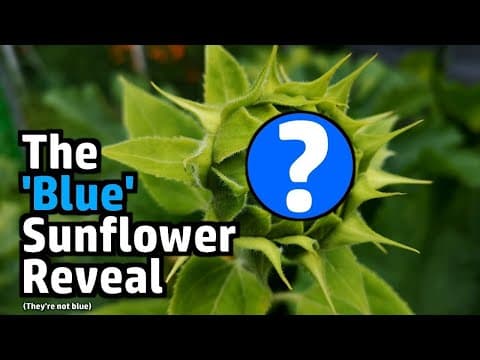 Random Stuff - Blue Sunflower Results! Spicy Parcel, Garden Stuff, Portland Bill, Comment Positivity