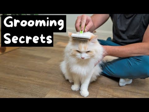 How To Groom Your Ragdoll Cat In 6 Easy Steps | The Cat Butler