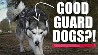 Do Huskies Make Good Guard Dogs?  (lalahome Realfountain Review)