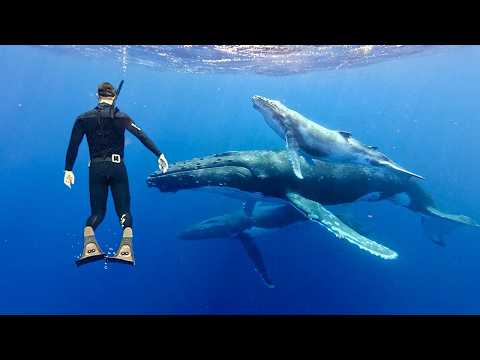 Freediving With Humpback Whales... The Sound Is Incredible!