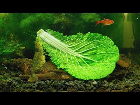 #8 Volcano Filter Tank - Shrimps Eating Cabbage For 3 Hours In 4k