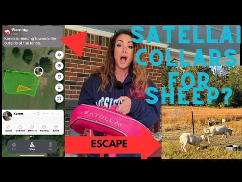 I Tried The Dog Collar On Our Livestock! Satellai Collar To The Rescue