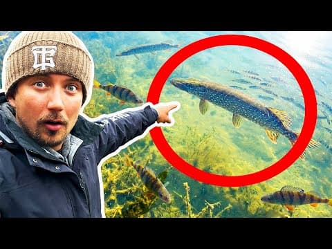 Stora Fiskar På Grunt & Kristallklart Vatten - Du Ser Allt!