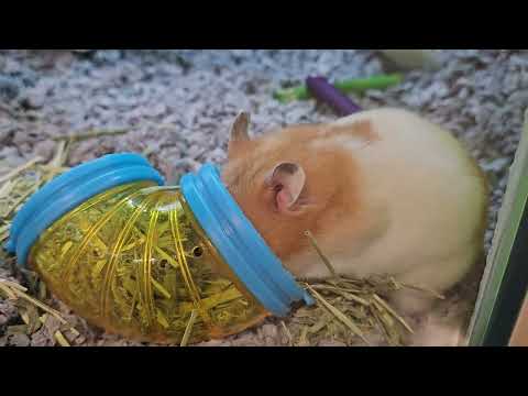 Everything You Need To Know About Hamsters! (and Why We Keep Them As We Do As Pets!)