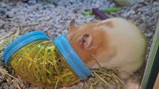 Everything You Need To Know About Hamsters! (and Why We Keep Them As We Do As Pets!)