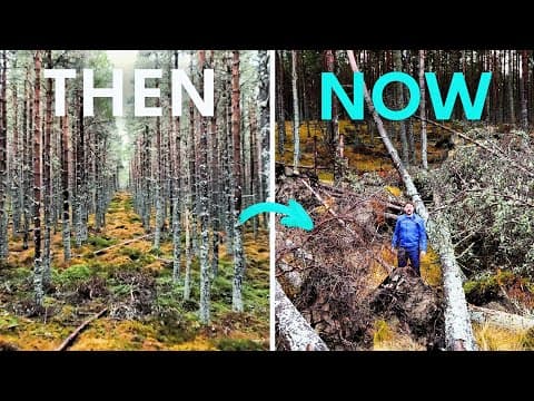 They Killed 10,000 Trees To Save An Ancient Forest - Did It Work?