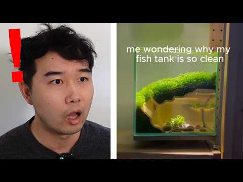 This Fish Tank Has A Hidden Cave | Fish Tank Review 336