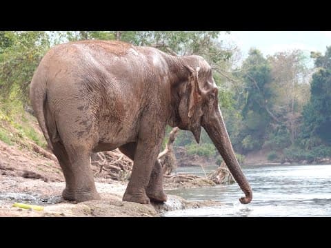 Celebrating One Year Of Freedom: Thaikhoon's Journey - Elephantnews