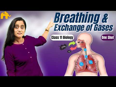 Breathing & Exchange Of Gases Class 11 Biology | Ncert Chapter 14 Full Chapter | One Shot