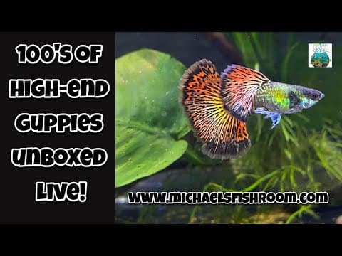 Unboxing 100's Of High End Guppies!