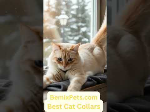 Funny Cat and Tea.. wearing a Cat Collar from BemixPets #shorts #cats #catcollars #catcollar