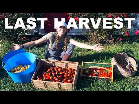 Simple End Of Season Canning & Last Big Harvest