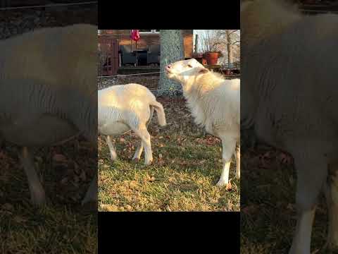 They gotta get swole!  Candid comments about signs that the #lambs are coming soon! #farmanimals