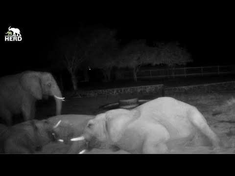 Life After Dark At The Herd Elephant Homestead ✨