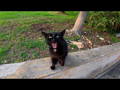 I Met The Most Talkative Black Cat Ever