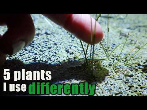 5 Plants To Use Differently!