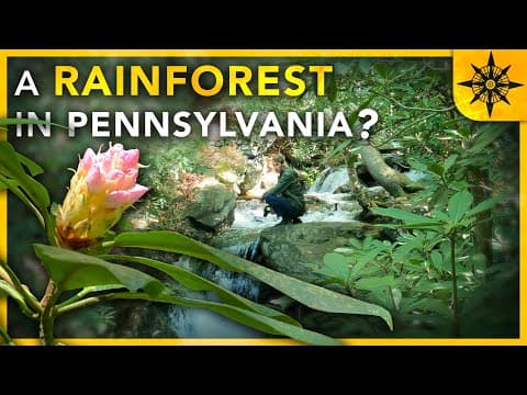 Is There A Rainforest In Pennsylvania?