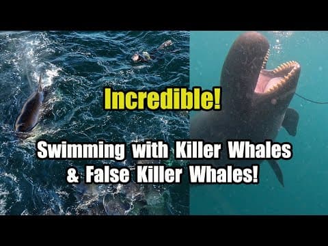Killer Whales Hunt Mobula Rays & Amazing False Killer Whales Encounter