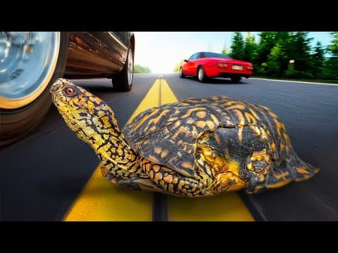 Wild Turtles Hit By Cars Get A Second Chance At Garden State Tortoise!