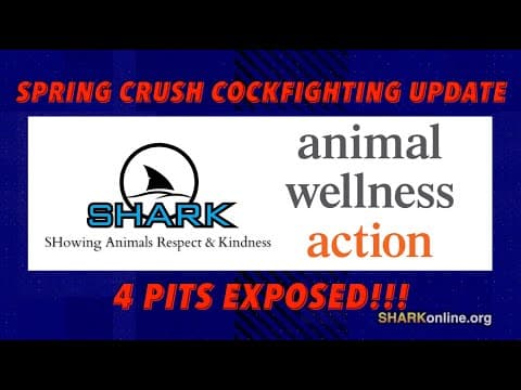 Spring Cockfighting Update