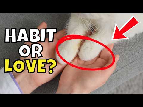If Your Cat Puts Their Paw On You, It Means This!
