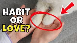 If Your Cat Puts Their Paw On You, It Means This!