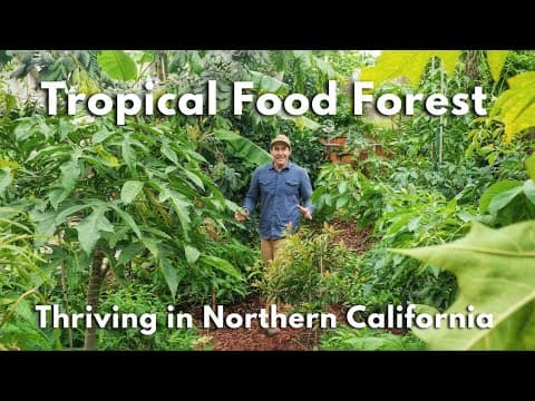 Backyard Tropical Food Forest In Northern California