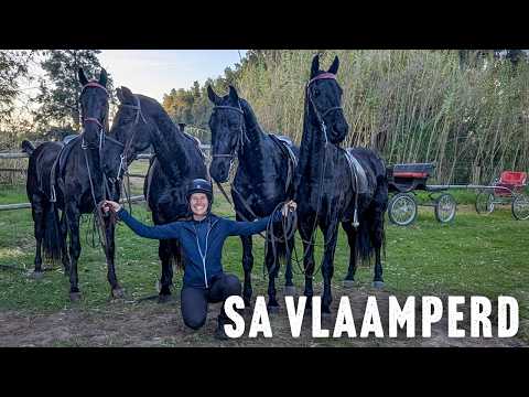 Riding And Driving The Vlaamperd In South Africa | Discoverthehorse