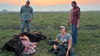 C-section Post Mortem To Save A Calf At Five Marys