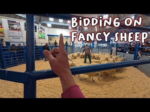 The Most Expensive Ewes I've Ever Bought...