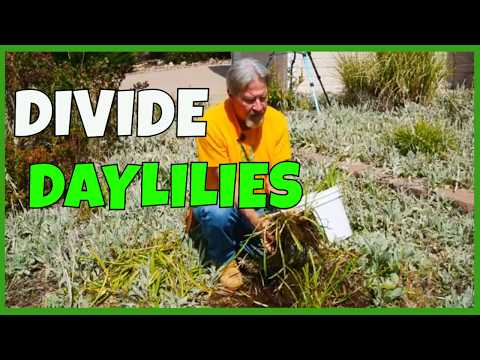 How To Divide Daylilies