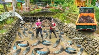 Drain The Fish Pond With Pump, Catch Many Catfish - Use Daily Farm's Truck Transport Fish To Sell