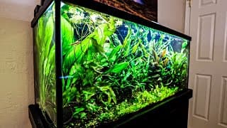 Does This Planted Shrimp Tank Need Fish?