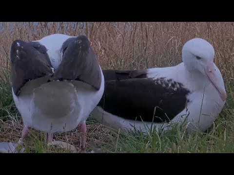 Royal Albatross Pair Reunites During Incubation Switch In New Zealand | Doc | Cornell Lab
