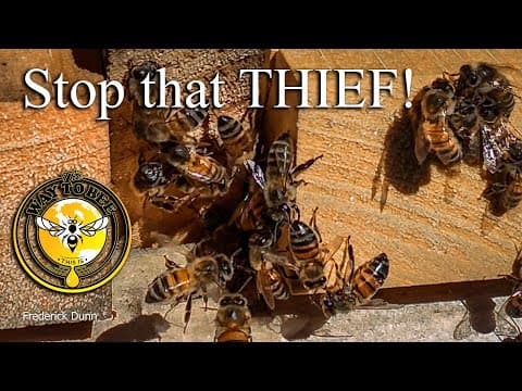 Bees Robbing Bees Stop Them Now I'll Show You How.