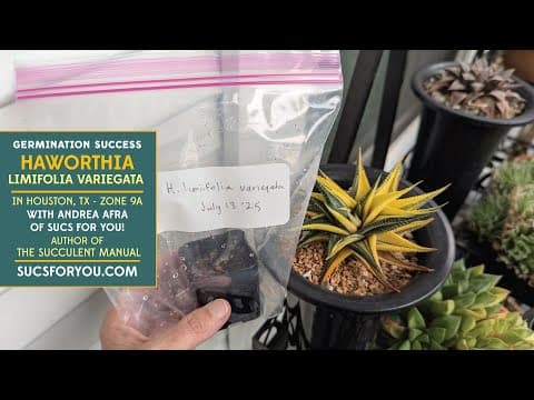 Variegated Haworthia Limifolia Seeds Wouldn't Germinate - Figured Out Why!